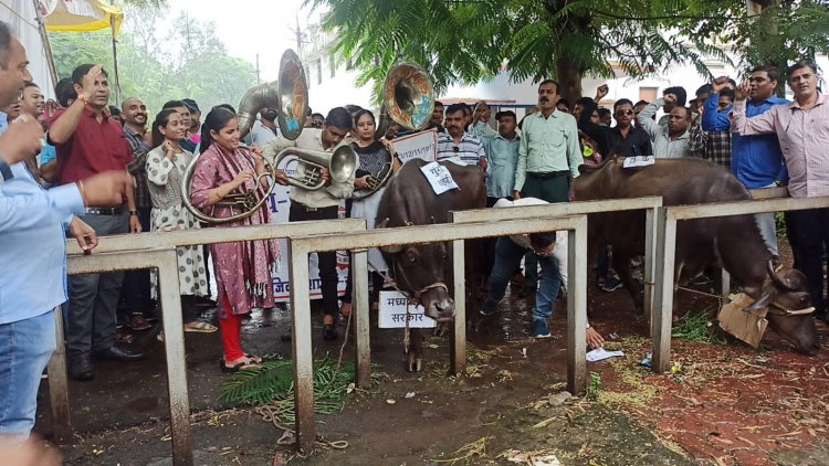 क्यों बजायी भेस के आगे बिन...?