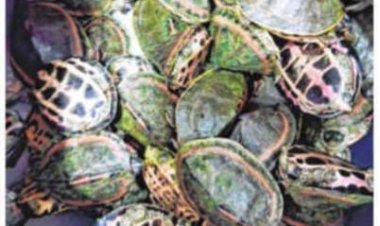 कछुओ की  तस्करी :पर्यावरण सुरक्षा चक्र पर एक प्राणघातक प्रहार