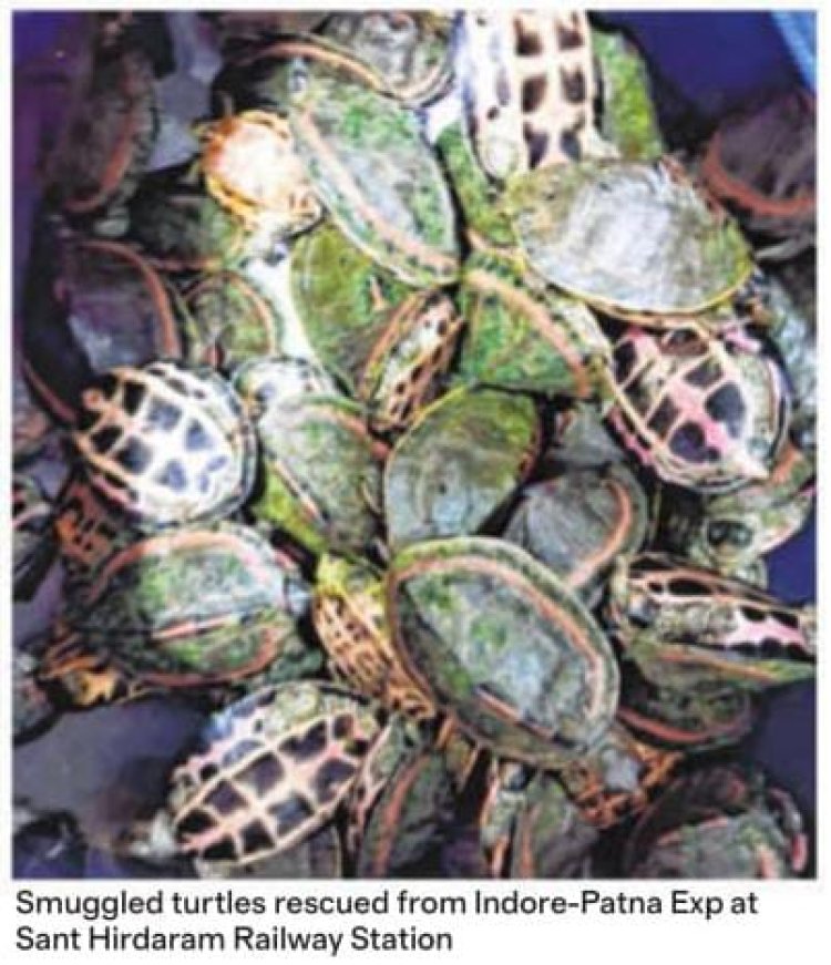 कछुओ की  तस्करी :पर्यावरण सुरक्षा चक्र पर एक प्राणघातक प्रहार