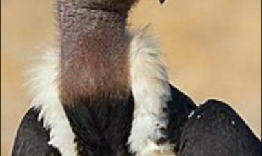 इंदौर में गिद्ध गणना:सर्व जन हिताय सर्व जन सुखाय   डॉ. तेज प्रकाश पूर्णानन्द व्यास 