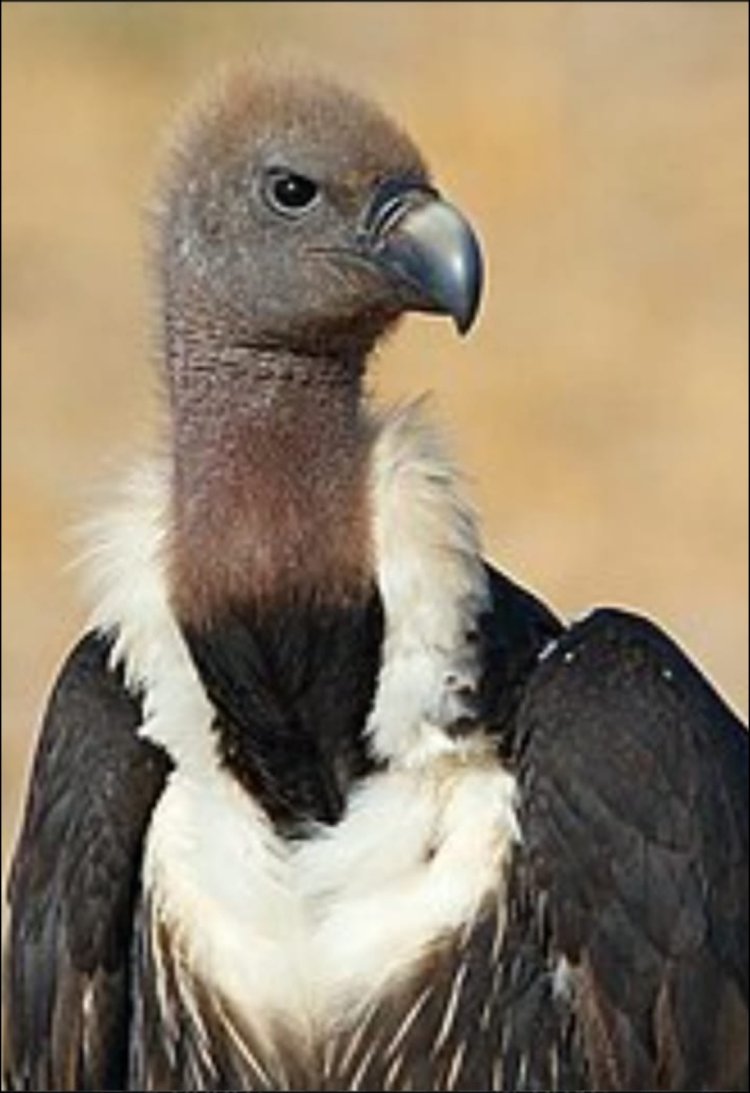 इंदौर में गिद्ध गणना:सर्व जन हिताय सर्व जन सुखाय   डॉ. तेज प्रकाश पूर्णानन्द व्यास 